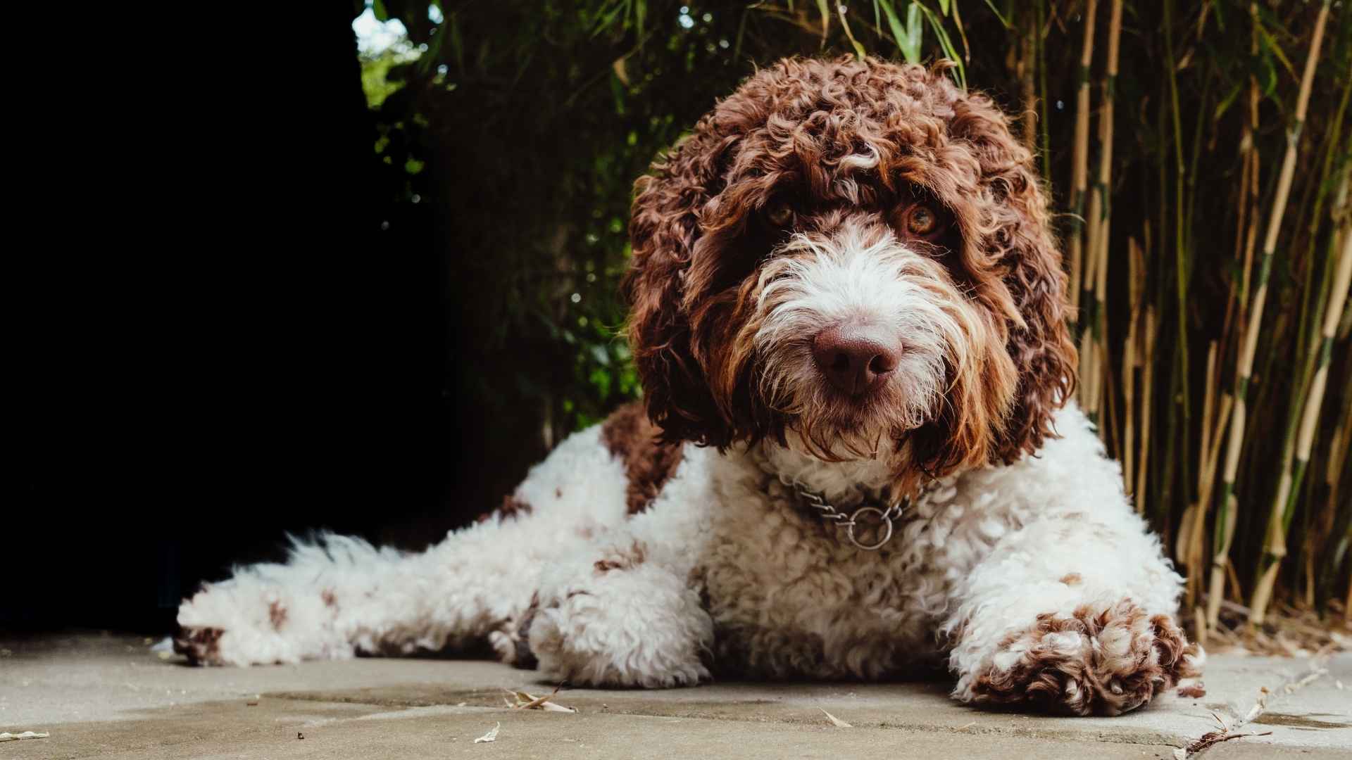 Perro Lagotto Romagnolo